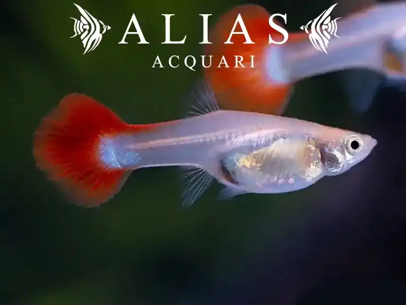 Guppy femmina Rainbow