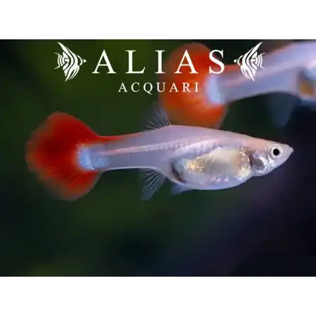 Guppy femmina Rainbow