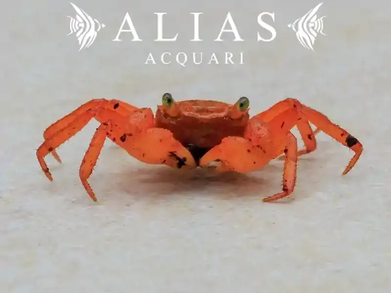 Geosesarma sp. Vampire Orange