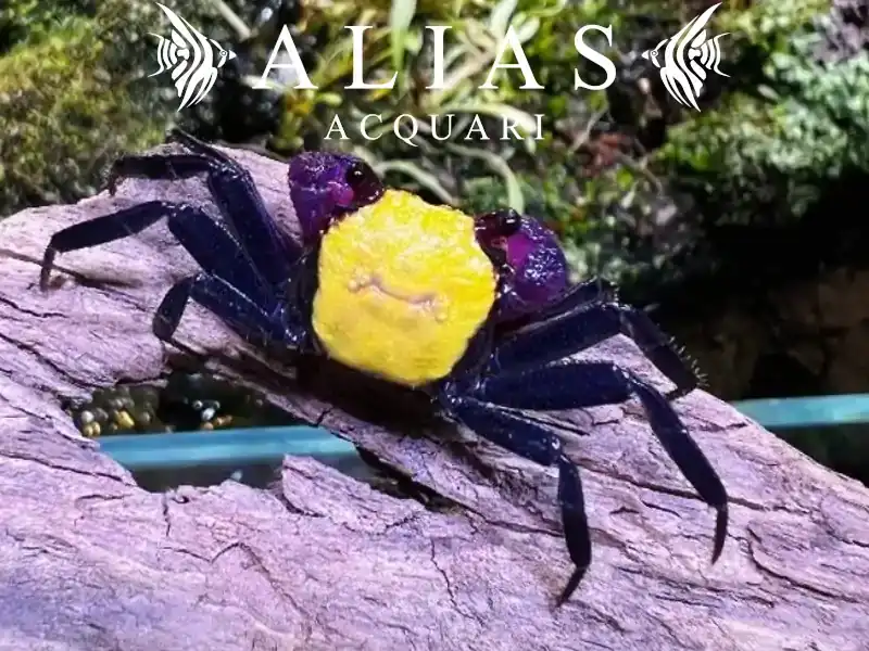 Geosesarma sp. Vampire Banana