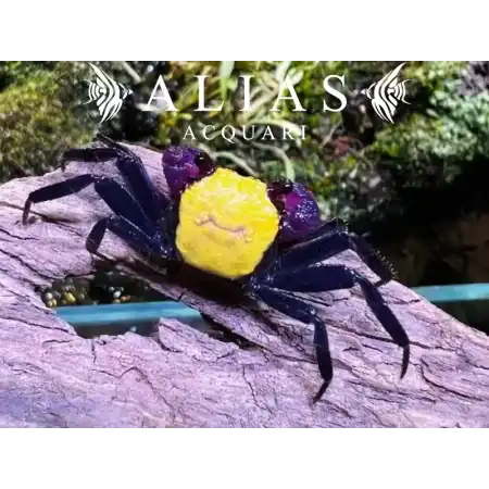 Geosesarma sp. Vampire Banana