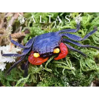 Geosesarma sp. Midnight Red Claw
