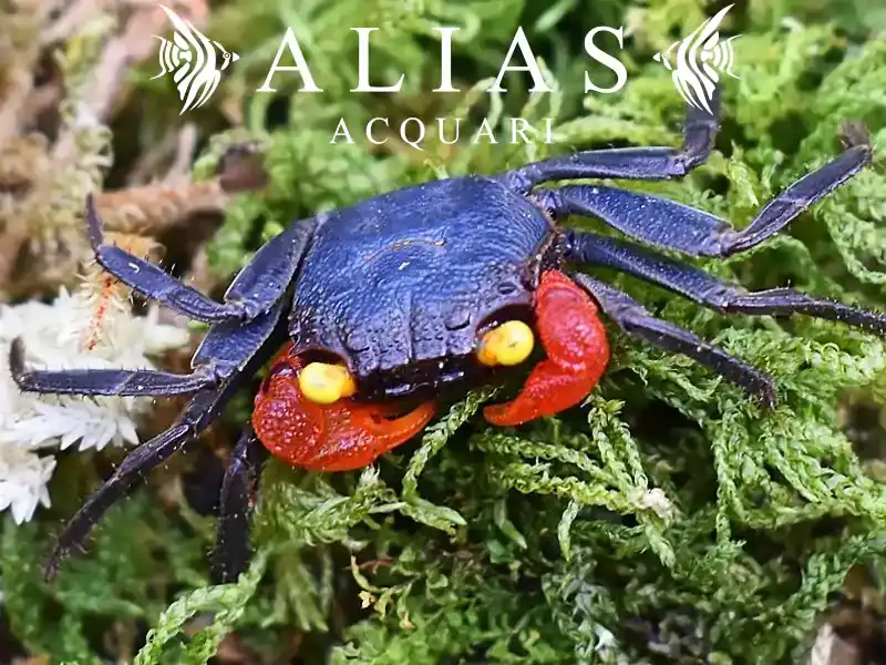 Geosesarma sp. Midnight Red Claw