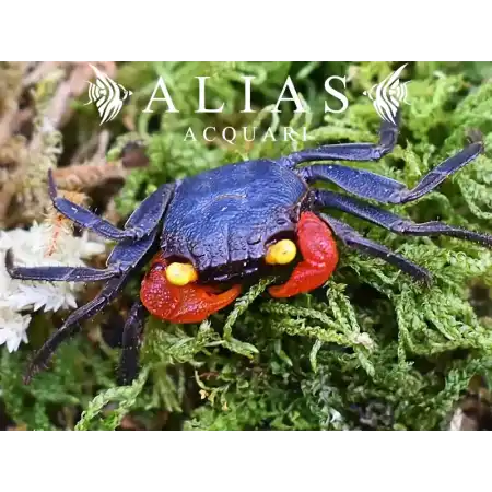 Geosesarma sp. Midnight Red Claw