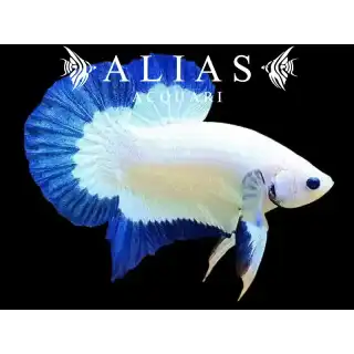 Betta splendens male plakat Blue rim