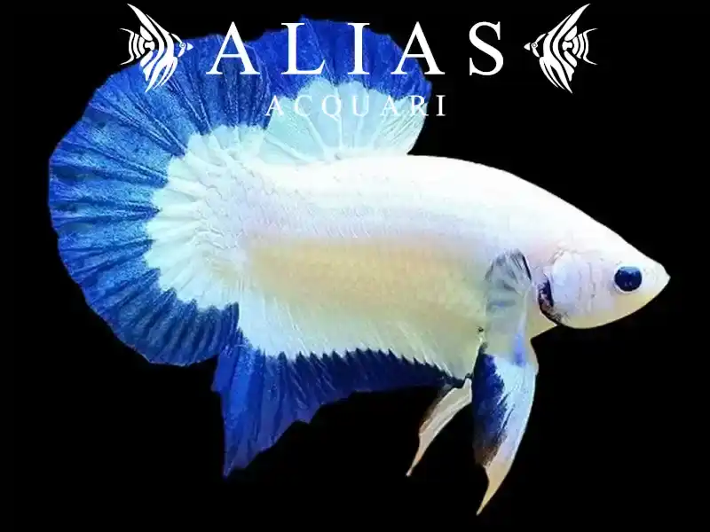 Betta splendens male plakat Blue rim