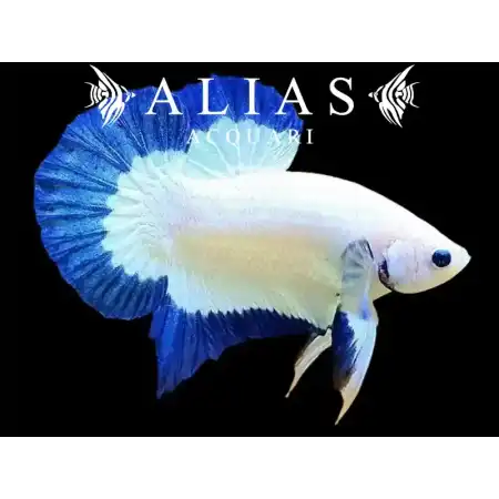 Betta splendens male plakat Blue rim