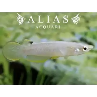 Aplocheilus Panchax