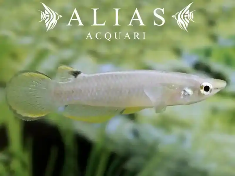 Aplocheilus Panchax
