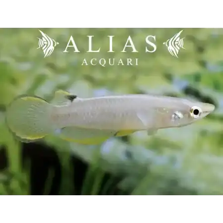 Aplocheilus Panchax
