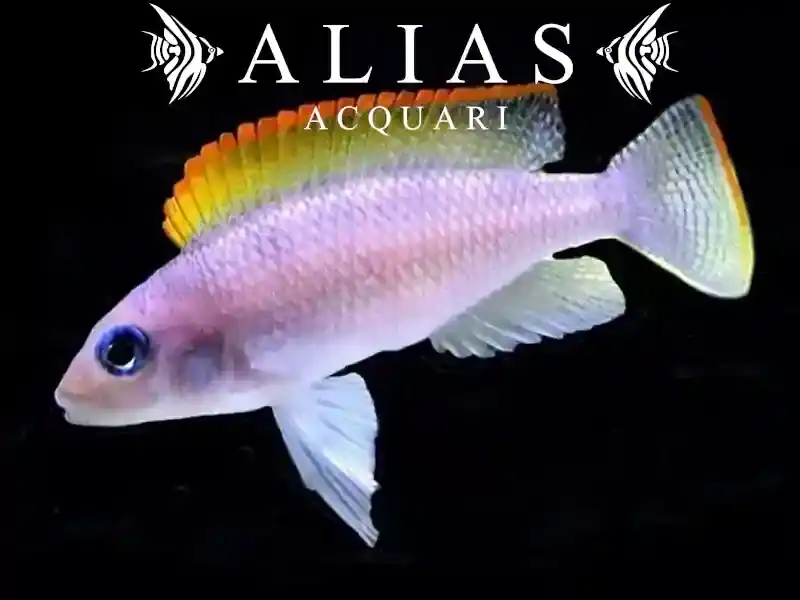 Neolamprologus caudopunctatus «Red Fin»
