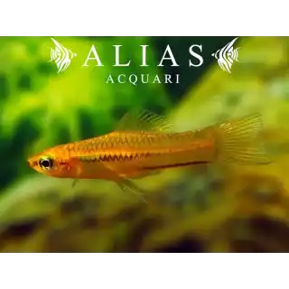 Xiphophorus Pygmaeus