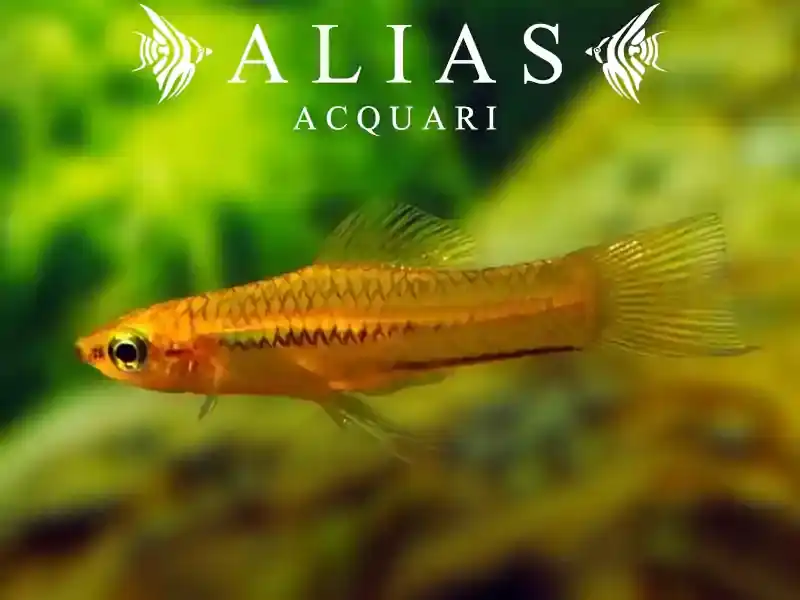 Xiphophorus Pygmaeus