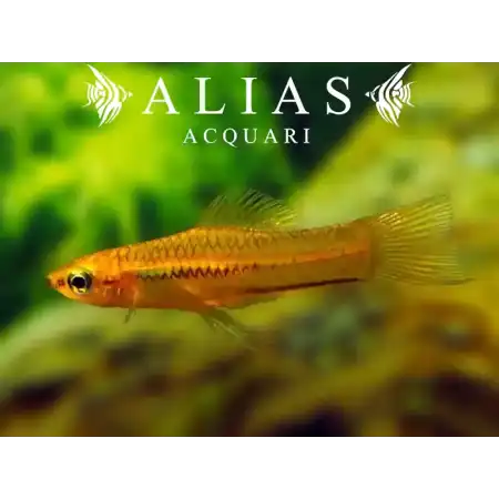 Xiphophorus Pygmaeus