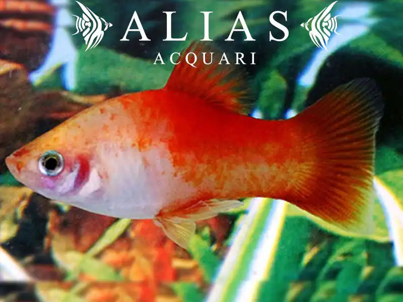 Platy Apple