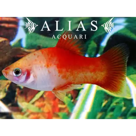 Platy Apple