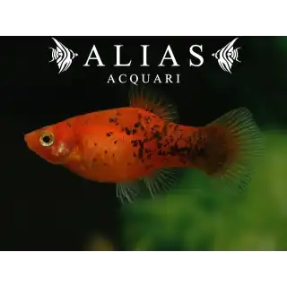 Platy Berlin