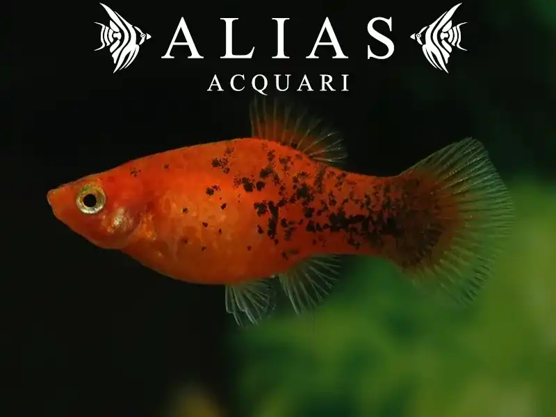 Platy Berlin
