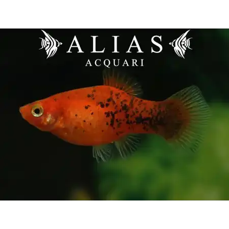 Platy Berlin