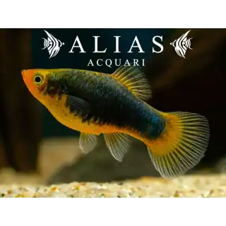 Platy Black