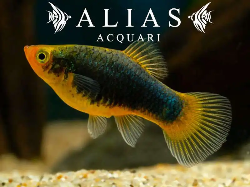 Platy Black