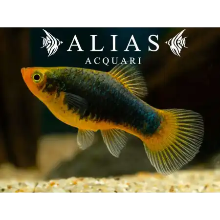Platy Black