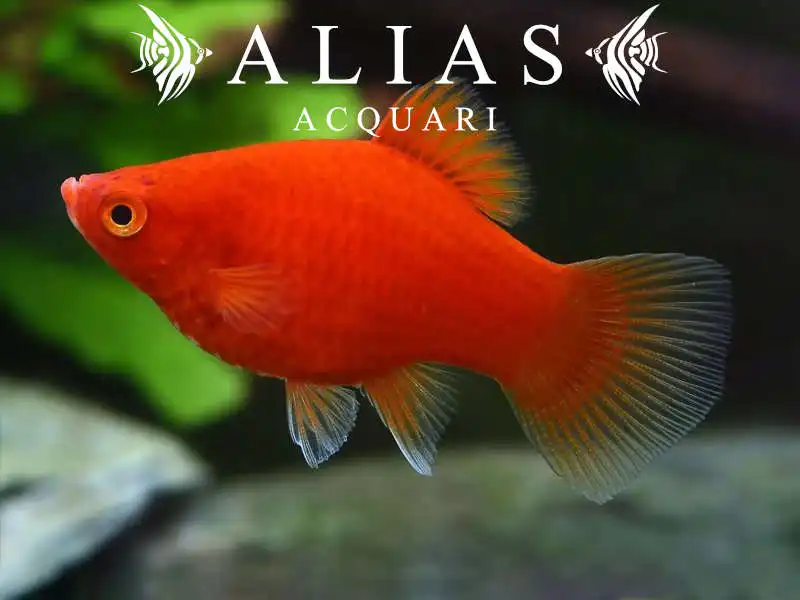 Platy Coral