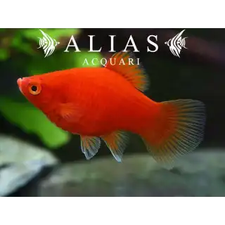 Platy Coral