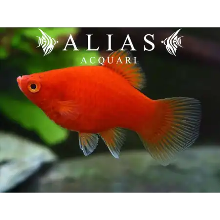 Platy Coral