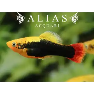Platy Variatus Hawai