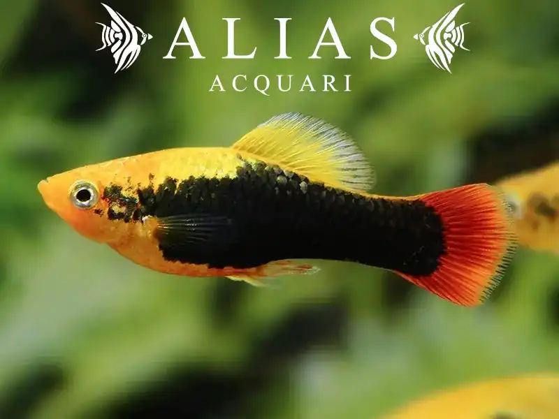 Platy Variatus Hawai