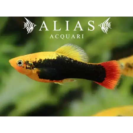 Platy Variatus Hawai