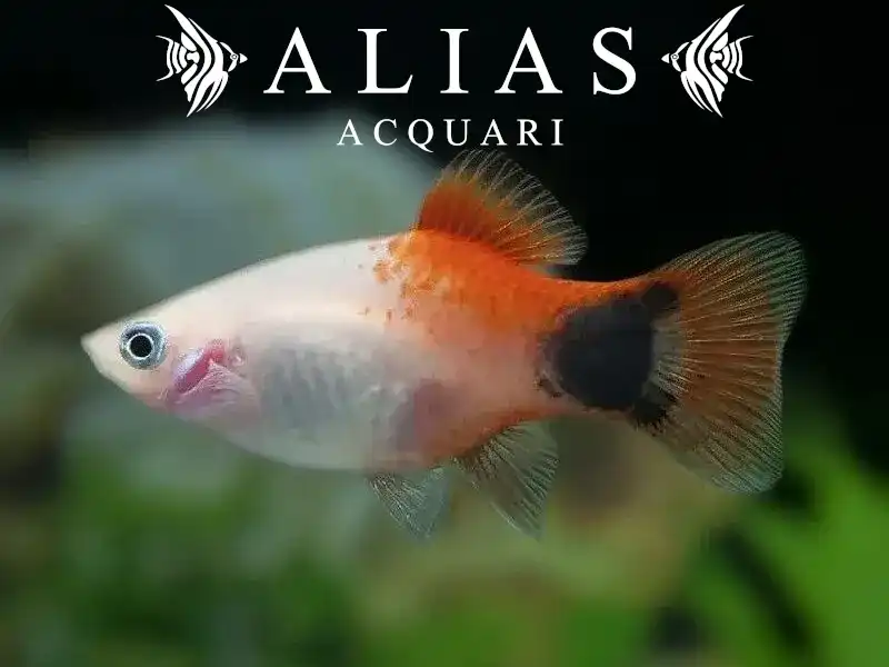 Platy Mickey Mouse