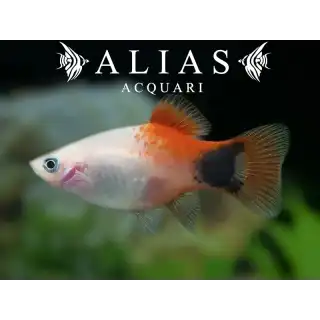 Platy Mickey Mouse