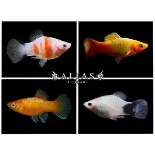 Platy Mix Color