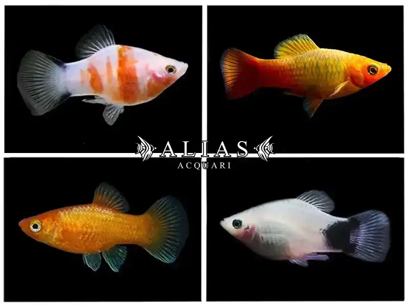 Platy Mix Color