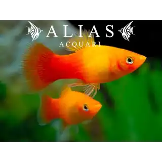 Platy Sunset