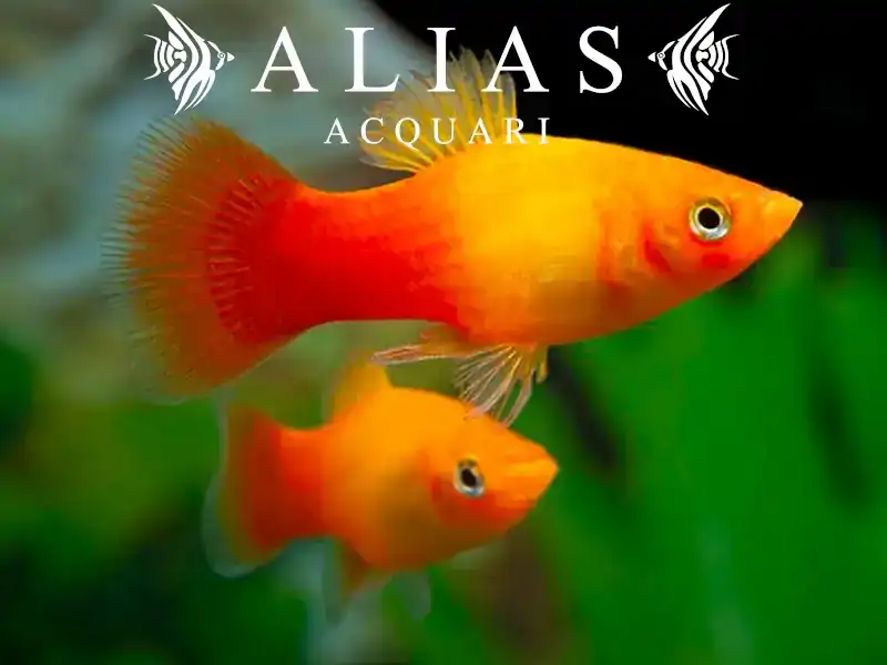 Platy Sunset