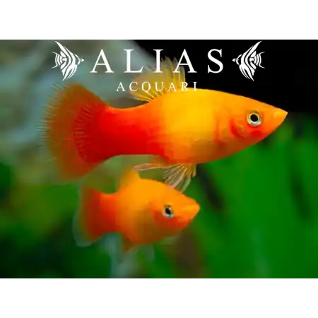 Platy Sunset