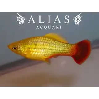 Platy variatus sunset