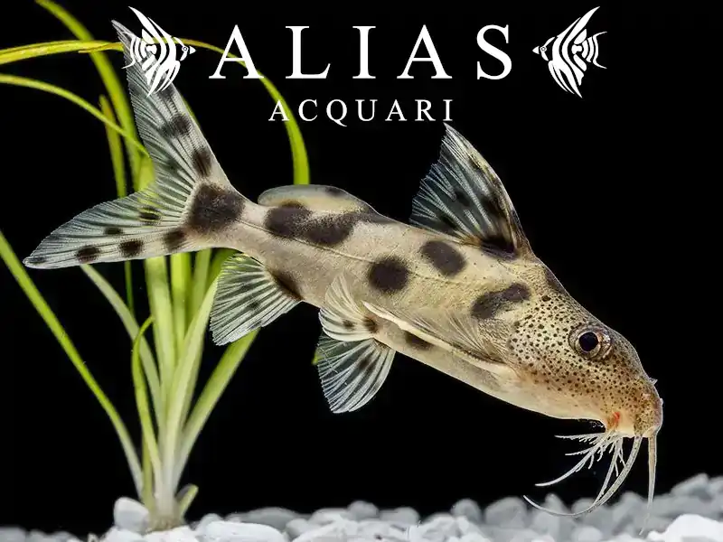 Synodontis decorus