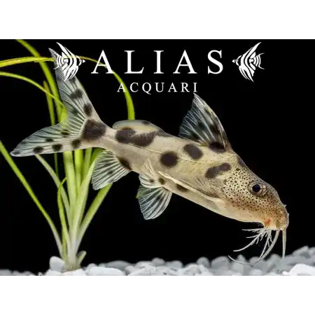 Synodontis decorus