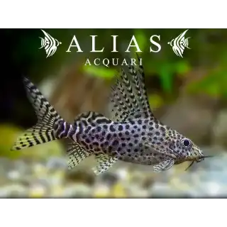 Synodontis eupterus