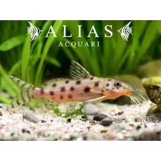 Synodontis ocellifer
