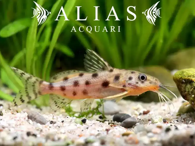 Synodontis ocellifer