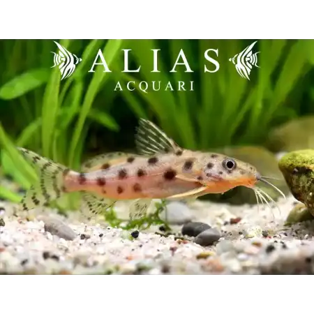 Synodontis ocellifer
