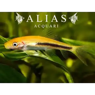 Gyrinocheilus Aymonieri Black Gold
