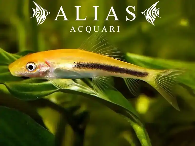 Gyrinocheilus Aymonieri Black Gold