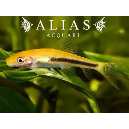 Gyrinocheilus Aymonieri Black Gold