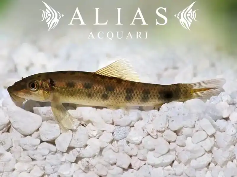 Gyrinocheilus Aymonieri